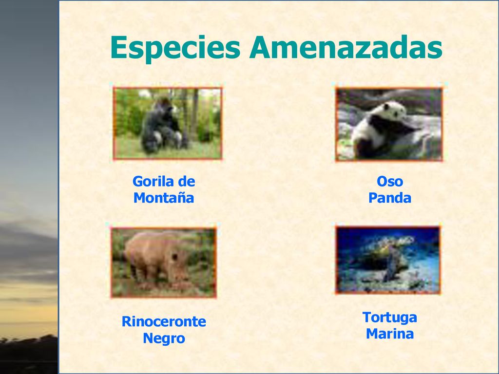 Especies Amenazadas Gorila de Montaña Oso Panda Rinoceronte Negro