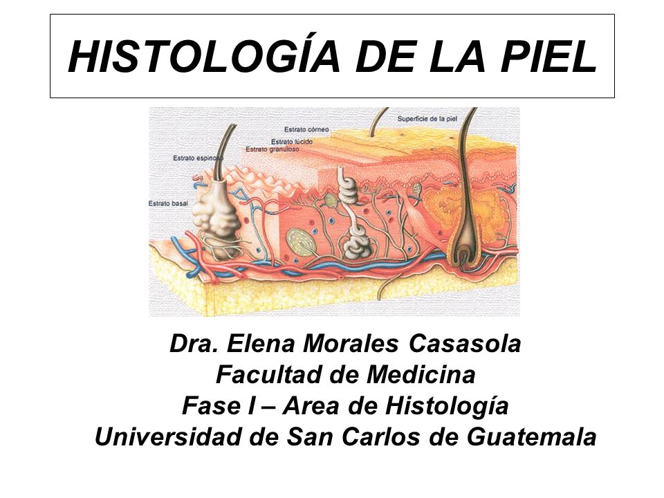 HISTOLOGÍA DE LA PIEL Dra. Elena Morales Casasola Facultad de Medicina