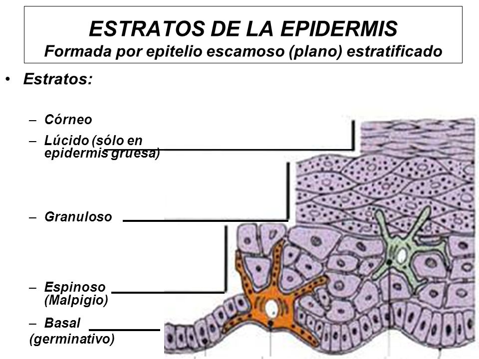 ESTRATOS DE LA EPIDERMIS Formada por epitelio escamoso (plano) estratificado