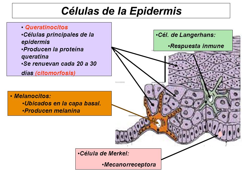 Células de la Epidermis