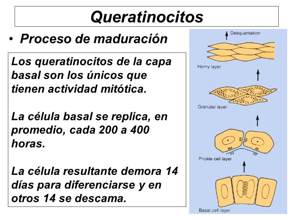Queratinocitos Proceso de maduración