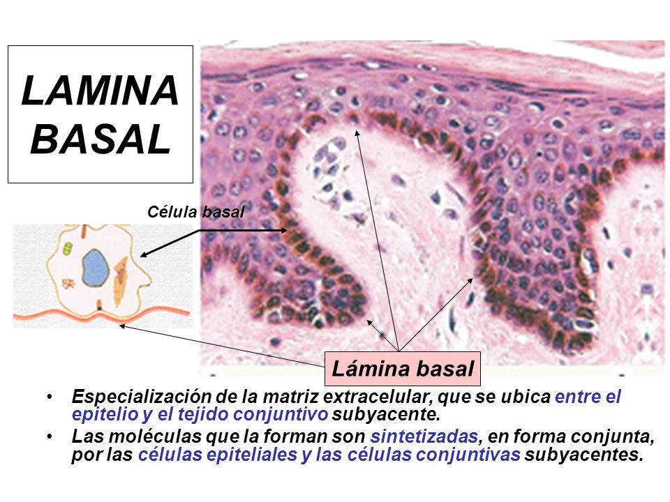 LAMINA BASAL Lámina basal