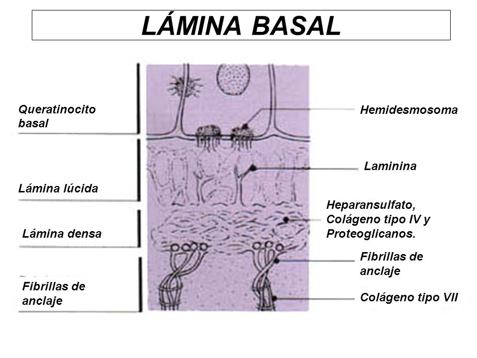 LÁMINA BASAL Queratinocito basal Hemidesmosoma Laminina Lámina lúcida
