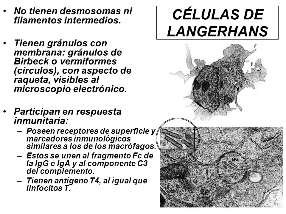 CÉLULAS DE LANGERHANS No tienen desmosomas ni filamentos intermedios.