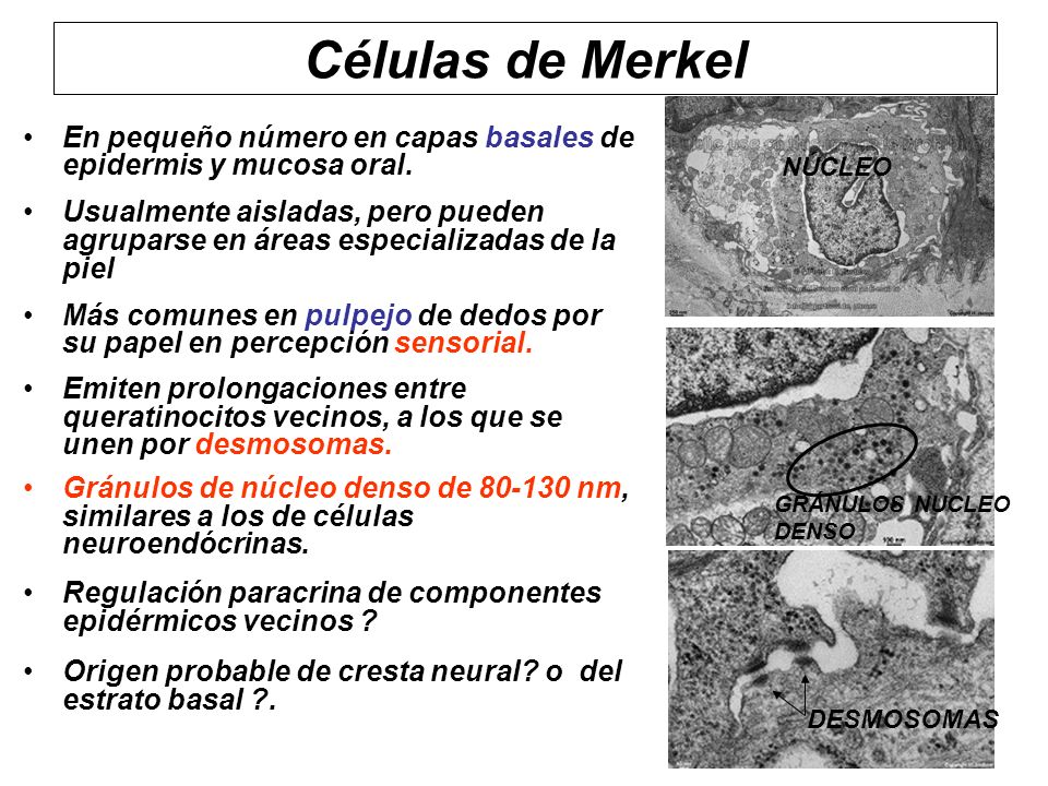Células de Merkel En pequeño número en capas basales de epidermis y mucosa oral.