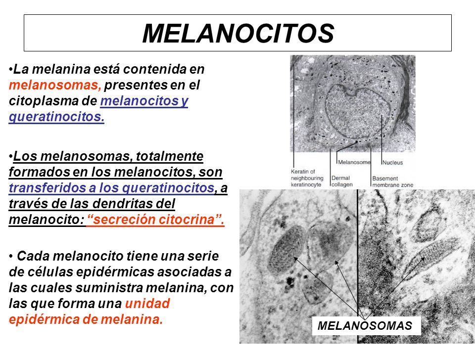 MELANOCITOS La melanina está contenida en melanosomas, presentes en el citoplasma de melanocitos y queratinocitos.