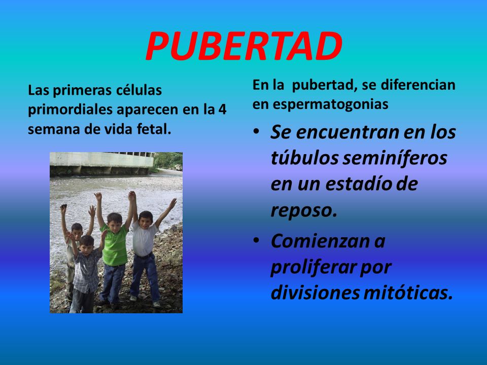 PUBERTAD En la pubertad, se diferencian en espermatogonias. Las primeras células primordiales aparecen en la 4 semana de vida fetal.