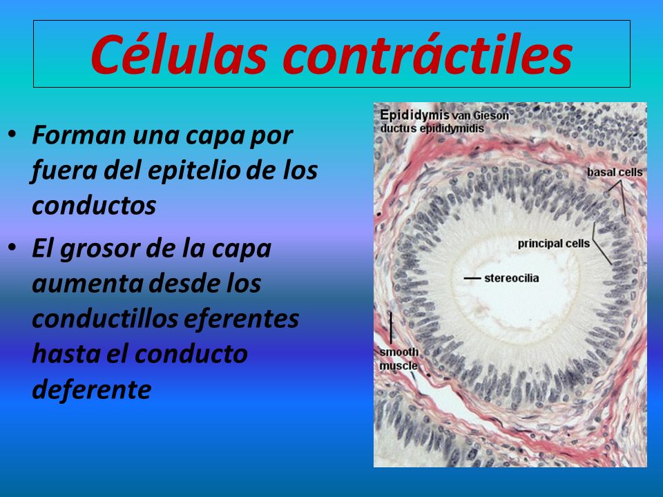 Células contráctiles Forman una capa por fuera del epitelio de los conductos.