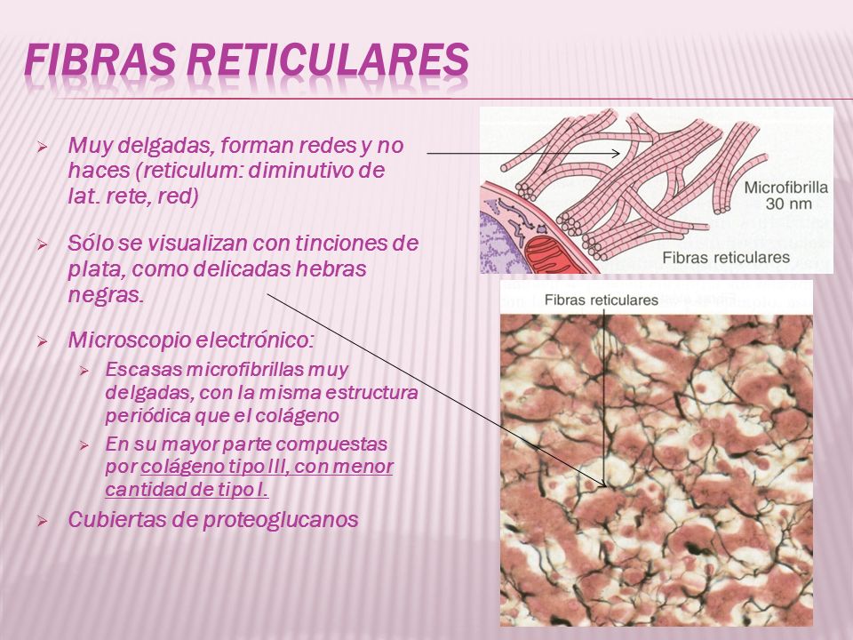 Fibras reticulares Muy delgadas, forman redes y no haces (reticulum: diminutivo de lat. rete, red)
