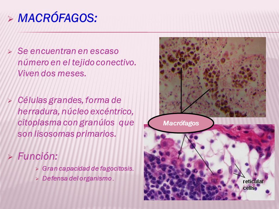 MACRÓFAGOS: Se encuentran en escaso número en el tejido conectivo. Viven dos meses.