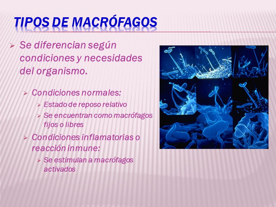 Tipos de macrófagos Se diferencian según condiciones y necesidades del organismo. Condiciones normales: