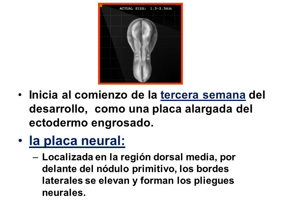 Inicia al comienzo de la tercera semana del desarrollo, como una placa alargada del ectodermo engrosado.