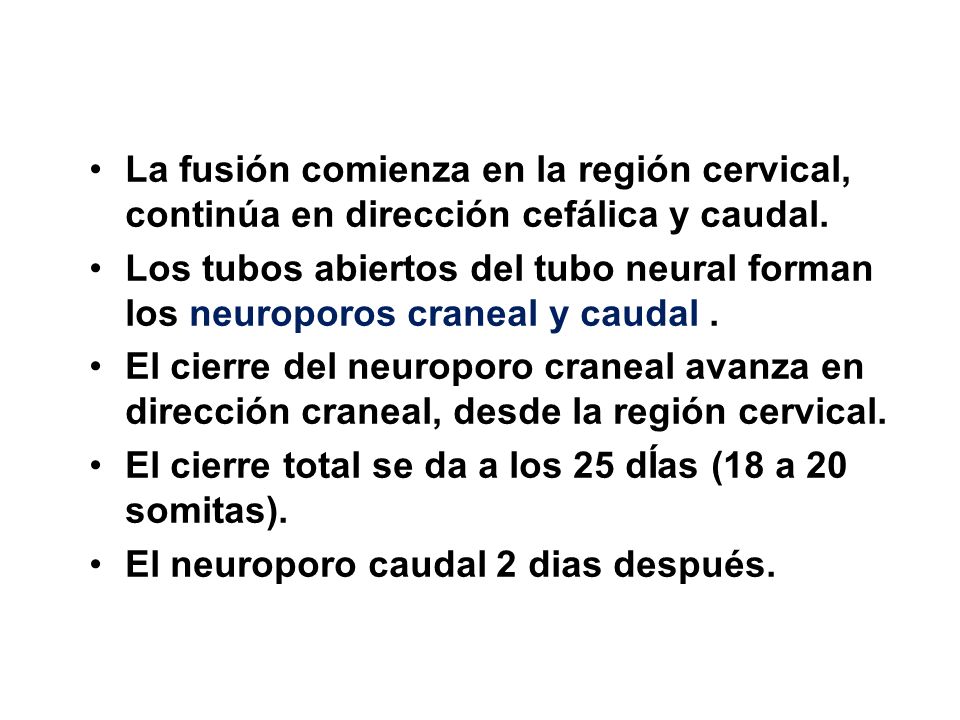 La fusión comienza en la región cervical, continúa en dirección cefálica y caudal.