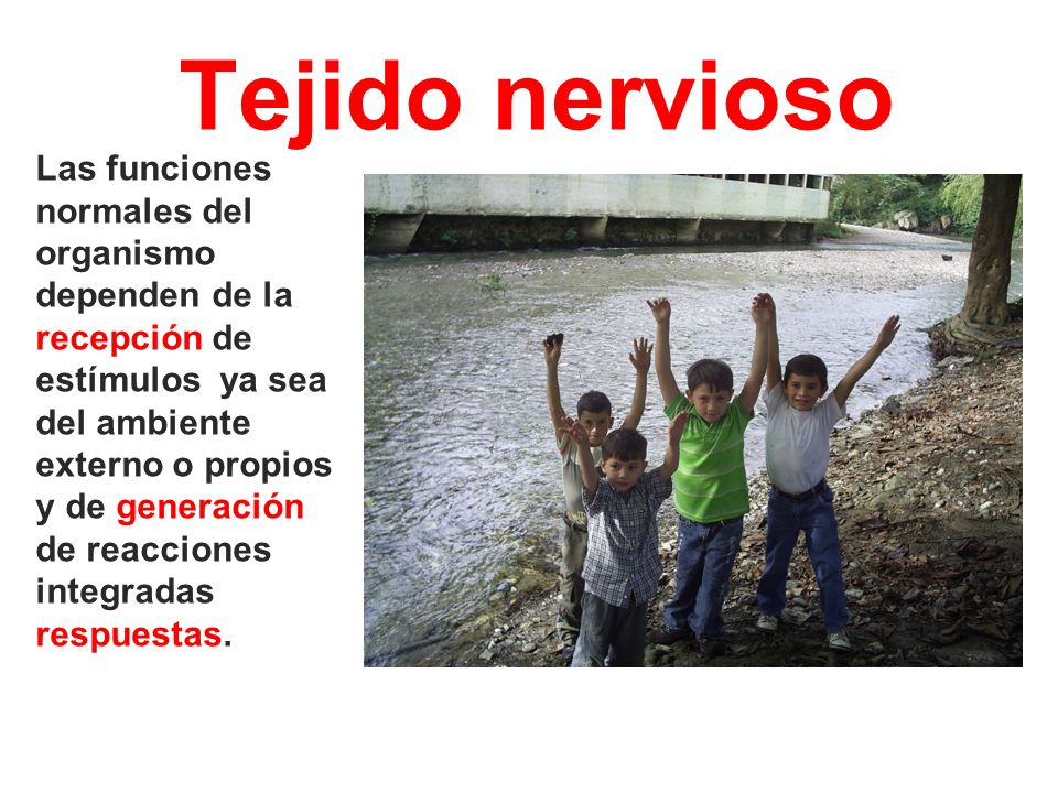 Tejido nervioso