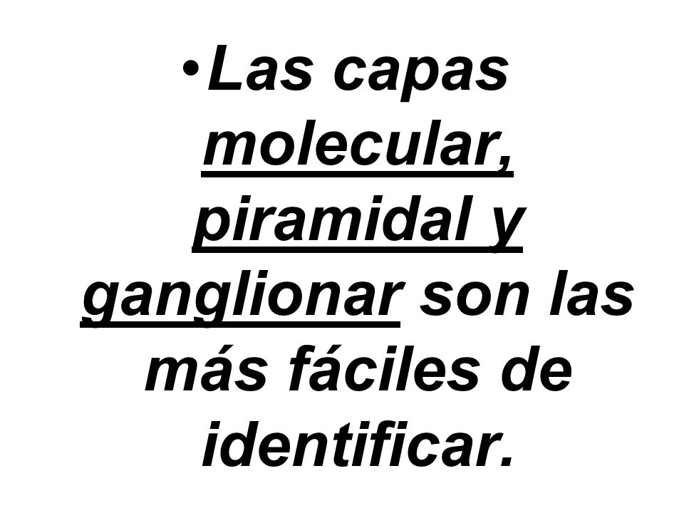 Las capas molecular, piramidal y ganglionar son las más fáciles de identificar.