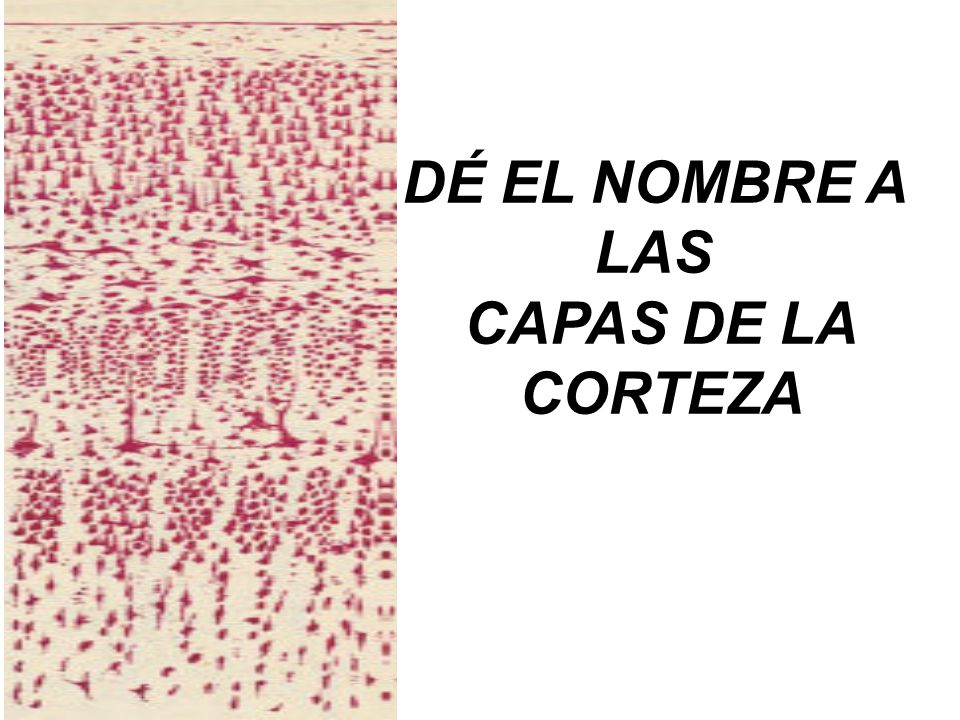 DÉ EL NOMBRE A LAS CAPAS DE LA CORTEZA