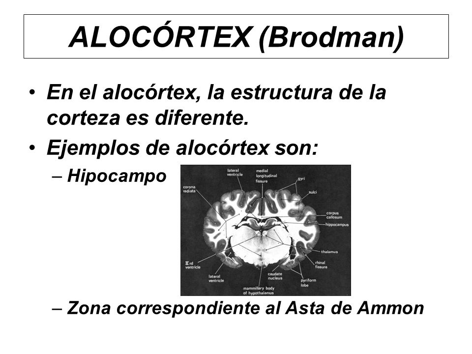 ALOCÓRTEX (Brodman) En el alocórtex, la estructura de la corteza es diferente. Ejemplos de alocórtex son: