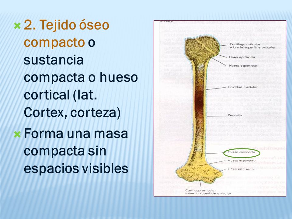 2. Tejido óseo compacto o sustancia compacta o hueso cortical (lat
