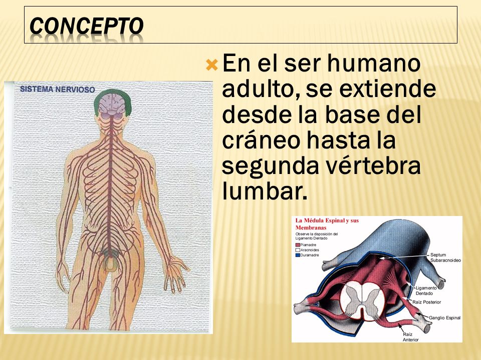 CONCEPTO En el ser humano adulto, se extiende desde la base del cráneo hasta la segunda vértebra lumbar.