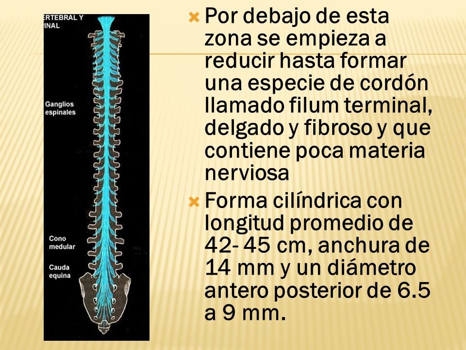 Por debajo de esta zona se empieza a reducir hasta formar una especie de cordón llamado filum terminal, delgado y fibroso y que contiene poca materia nerviosa