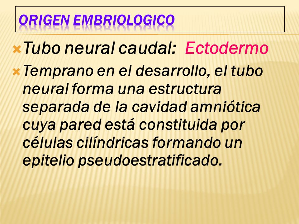 Tubo neural caudal: Ectodermo
