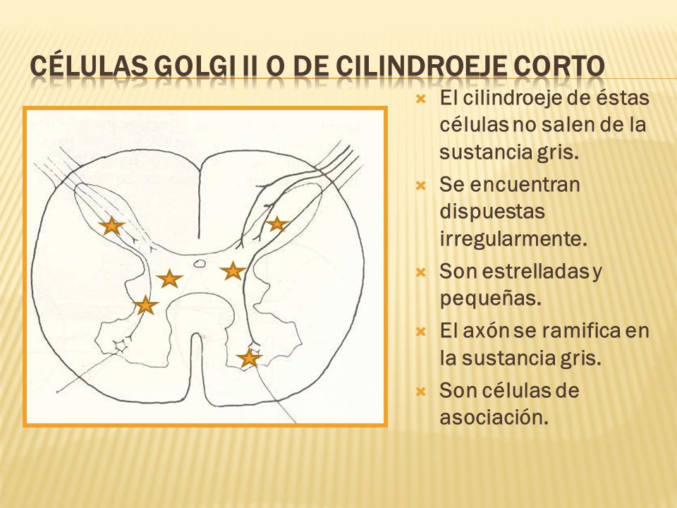 Células Golgi II o de cilindroeje corto