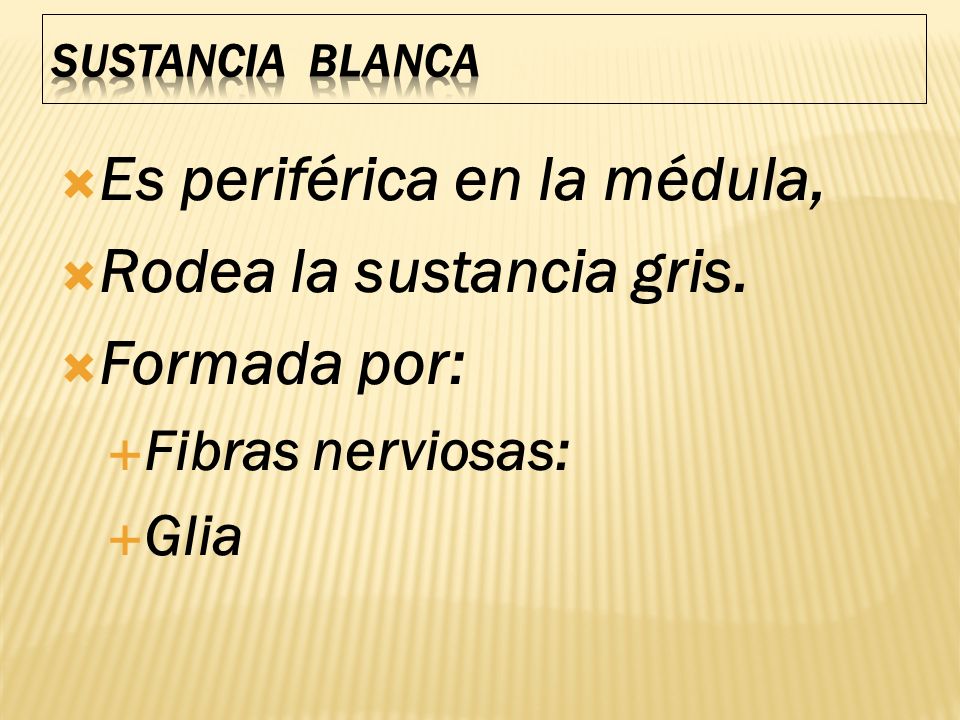 Es periférica en la médula, Rodea la sustancia gris. Formada por: