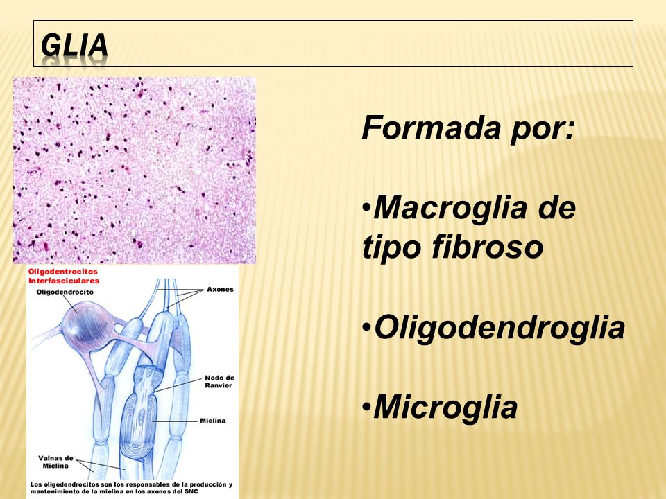 GLIA Formada por: Macroglia de tipo fibroso Oligodendroglia Microglia