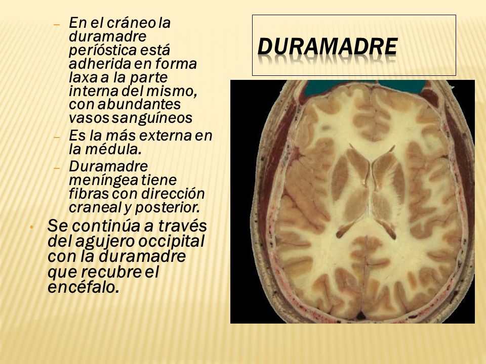 En el cráneo la duramadre períóstica está adherida en forma laxa a la parte interna del mismo, con abundantes vasos sanguíneos