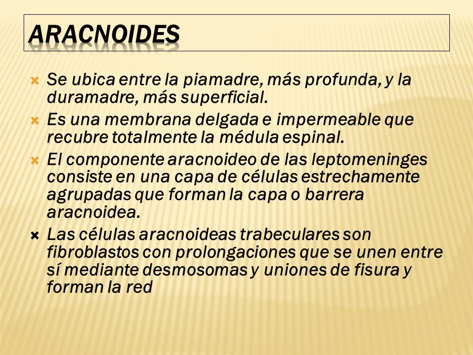 ARACNOIDES Se ubica entre la piamadre, más profunda, y la duramadre, más superficial.