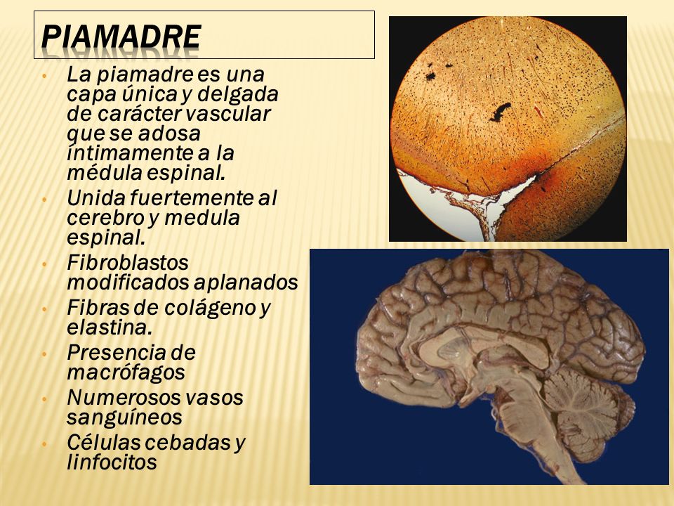 PIAMADRE La piamadre es una capa única y delgada de carácter vascular que se adosa íntimamente a la médula espinal.