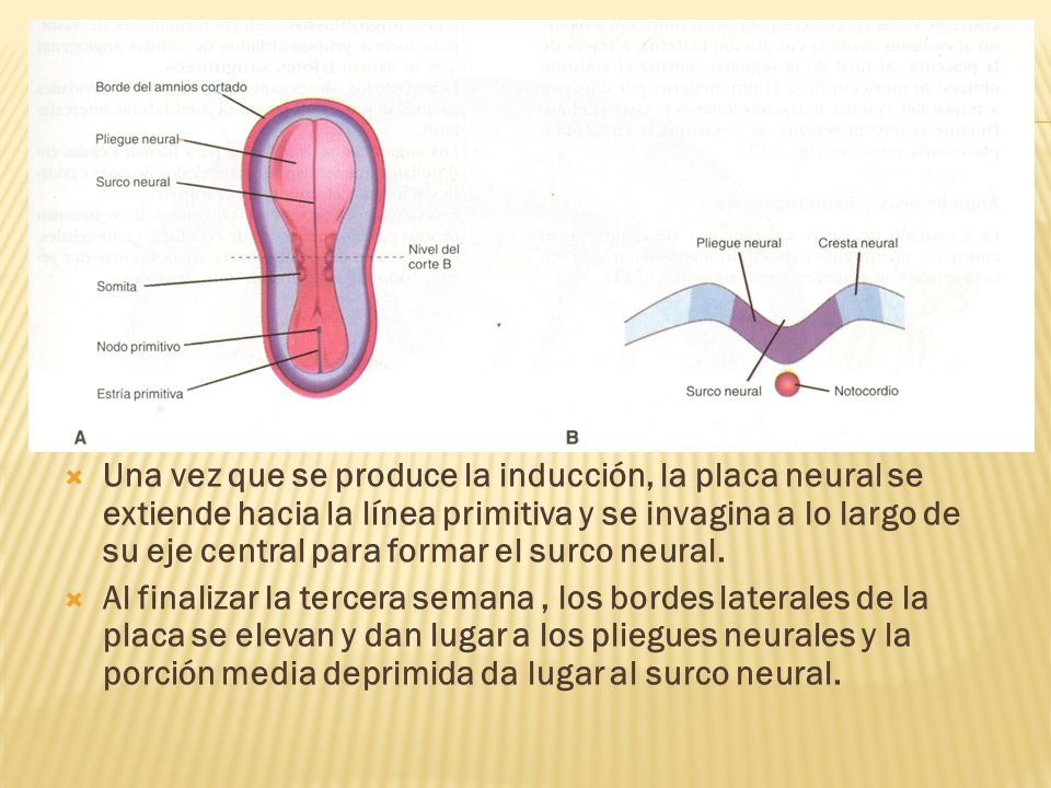 Una vez que se produce la inducción, la placa neural se extiende hacia la línea primitiva y se invagina a lo largo de su eje central para formar el surco neural.