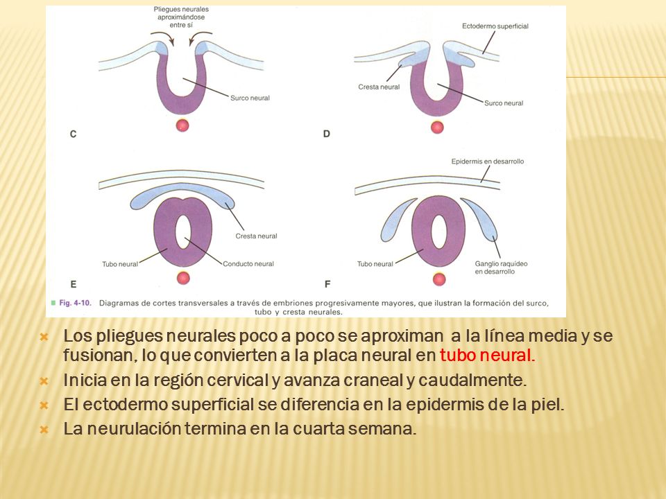 Los pliegues neurales poco a poco se aproximan a la línea media y se fusionan, lo que convierten a la placa neural en tubo neural.
