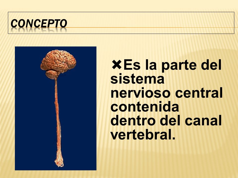 CONCEPTO Es la parte del sistema nervioso central contenida dentro del canal vertebral.