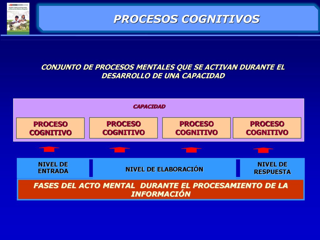 FASES DEL ACTO MENTAL DURANTE EL PROCESAMIENTO DE LA INFORMACIÓN
