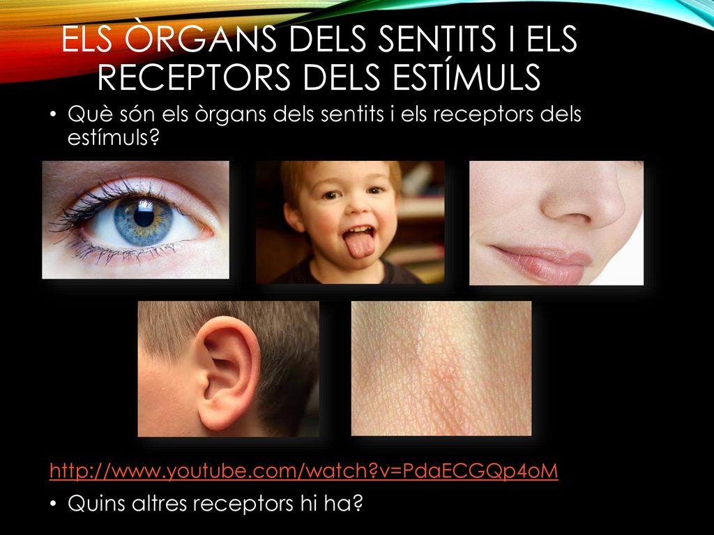 Els òrgans dels sentits i els receptors dels estímuls