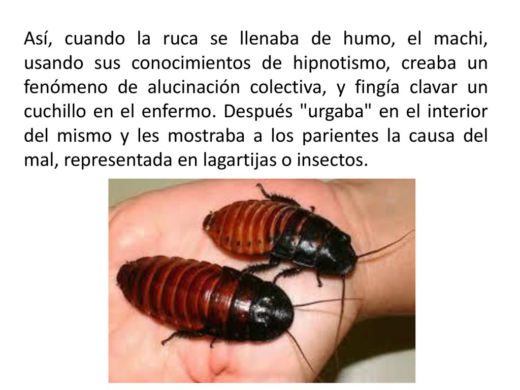 Así, cuando la ruca se llenaba de humo, el machi, usando sus conocimientos de hipnotismo, creaba un fenómeno de alucinación colectiva, y fingía clavar un cuchillo en el enfermo.