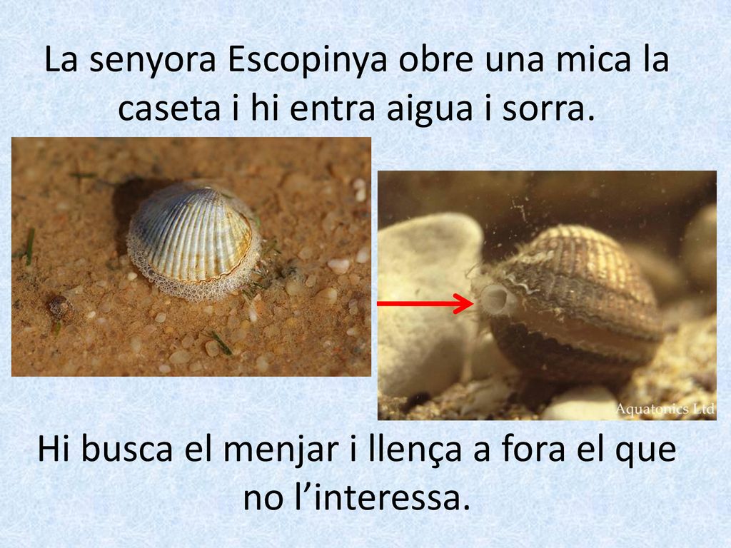 La senyora Escopinya obre una mica la caseta i hi entra aigua i sorra