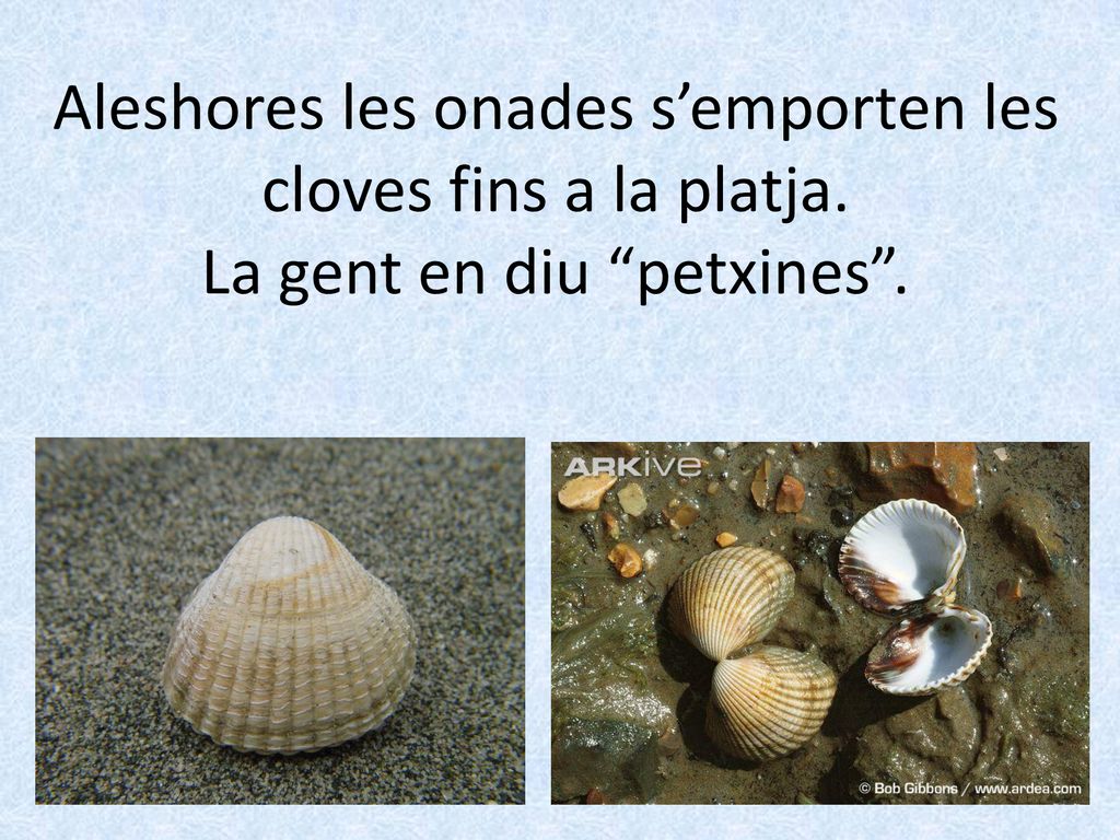 Aleshores les onades s’emporten les cloves fins a la platja