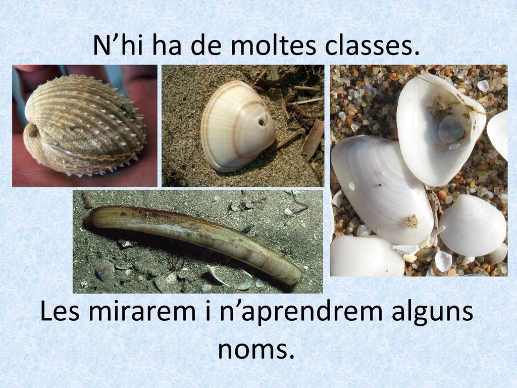 N’hi ha de moltes classes. Les mirarem i n’aprendrem alguns noms.