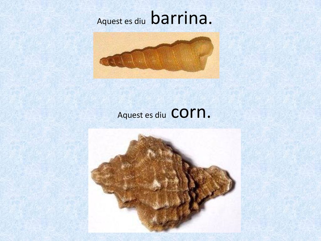 Aquest es diu barrina. Aquest es diu corn. 30