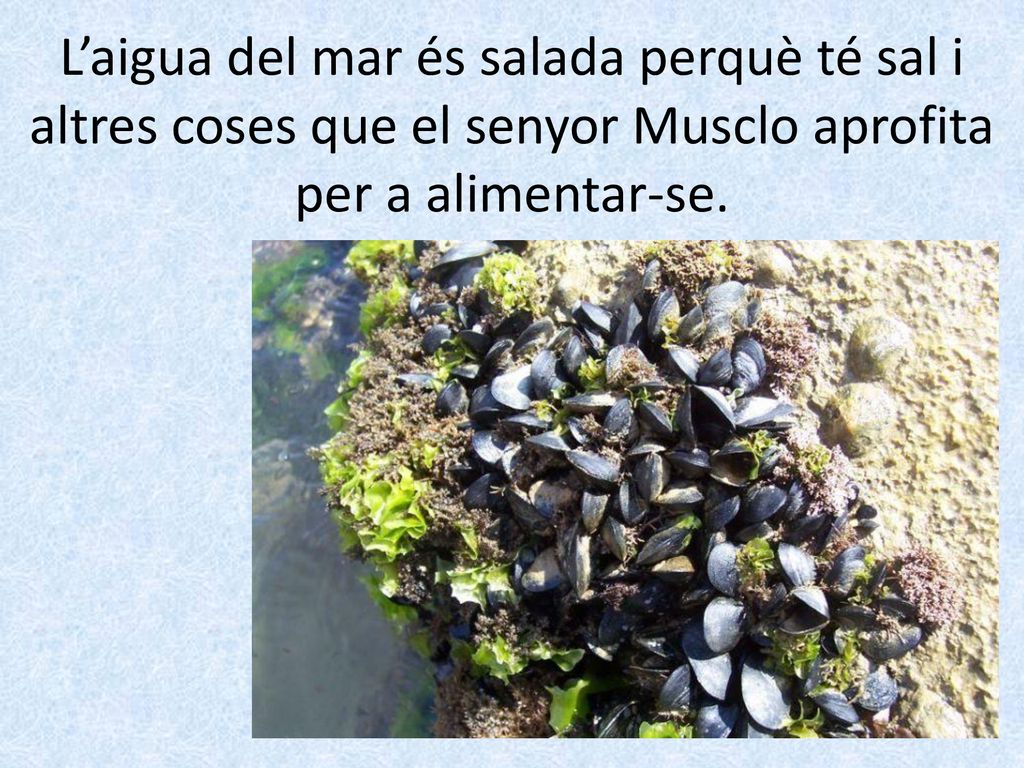 L’aigua del mar és salada perquè té sal i altres coses que el senyor Musclo aprofita per a alimentar-se.