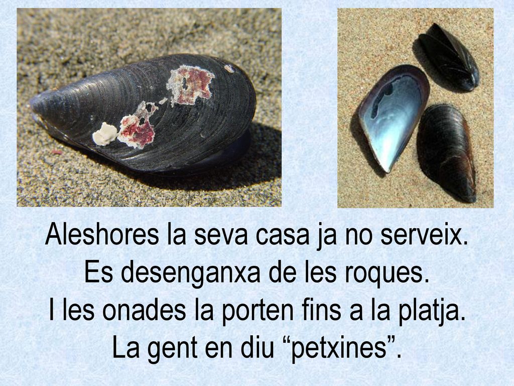 Aleshores la seva casa ja no serveix. Es desenganxa de les roques