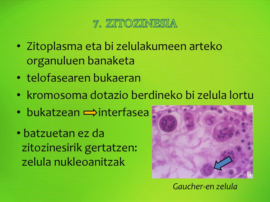 7. ZITOZINESIA Zitoplasma eta bi zelulakumeen arteko organuluen banaketa. telofasearen bukaeran. kromosoma dotazio berdineko bi zelula lortu.