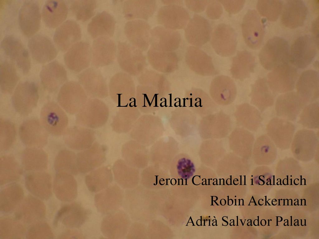 Jeroni Carandell i Saladich Robin Ackerman Adrià Salvador Palau