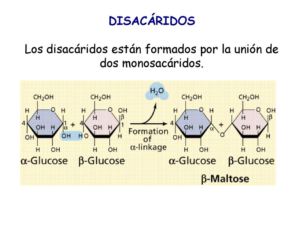 DISACÁRIDOS Los disacáridos están formados por la unión de dos monosacáridos.