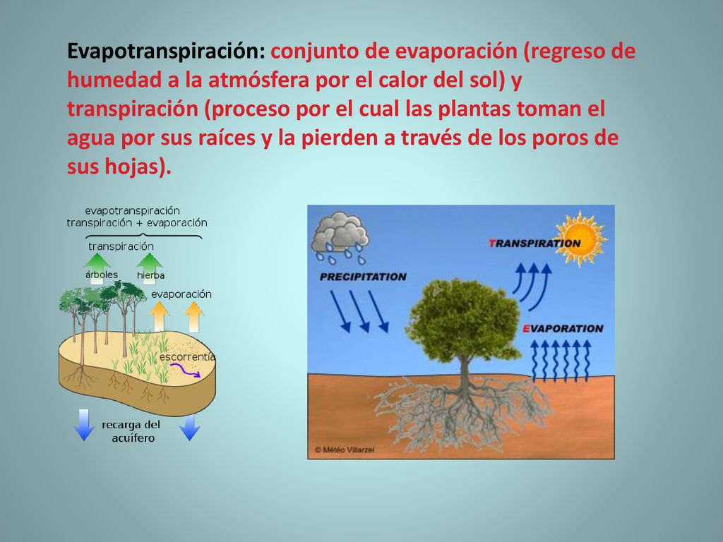 Evapotranspiración: conjunto de evaporación (regreso de humedad a la atmósfera por el calor del sol) y transpiración (proceso por el cual las plantas toman el agua por sus raíces y la pierden a través de los poros de sus hojas).