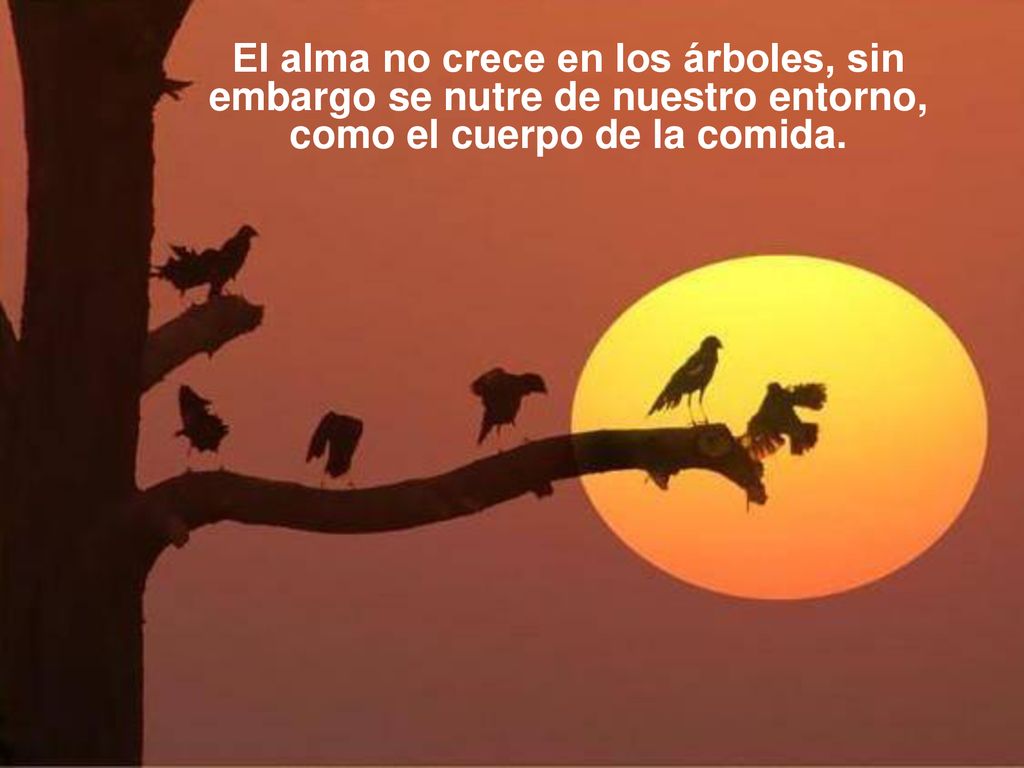 El alma no crece en los árboles, sin embargo se nutre de nuestro entorno, como el cuerpo de la comida.