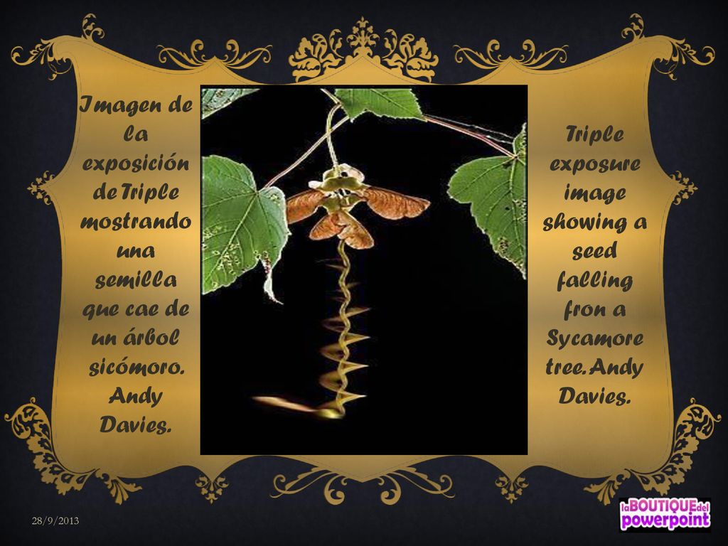 Imagen de la exposición de Triple mostrando una semilla que cae de un árbol sicómoro. Andy Davies.