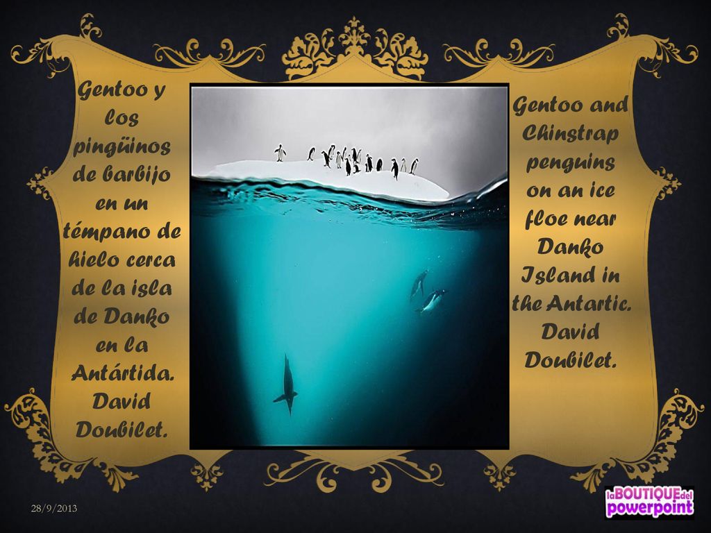 Gentoo y los pingüinos de barbijo en un témpano de hielo cerca de la isla de Danko en la Antártida. David Doubilet.